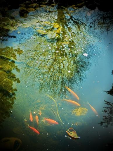 Unser Teich im Frühling mit nachbars Buche als Spiegelung und unseren Piranjas ;-)