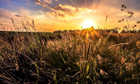 Abends im Feld