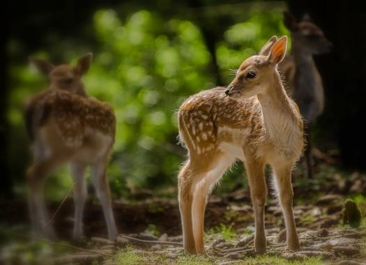 "Bambi" vom Damwild gesehen im Freiwildgehege in Hellenthal