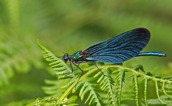 blaue Prachtlibelle