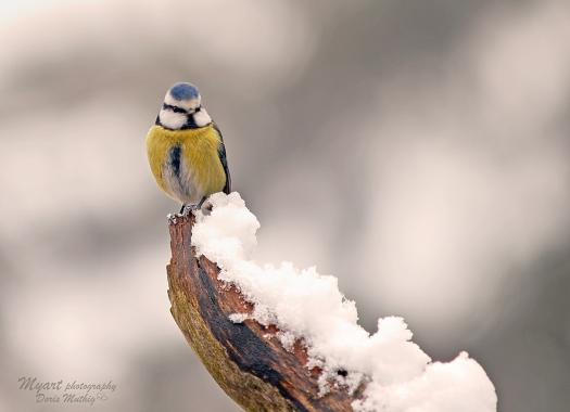 Blaumeise