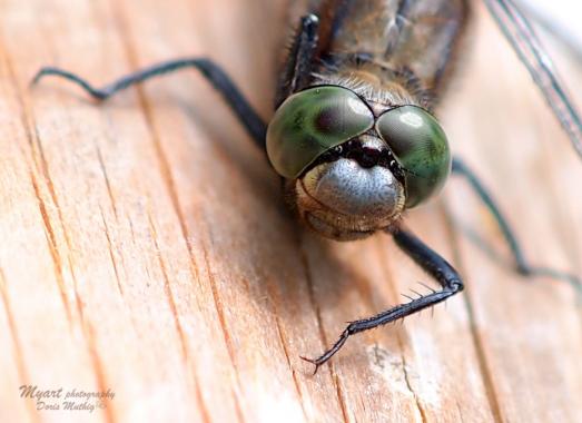 Blaupfeil Libelle