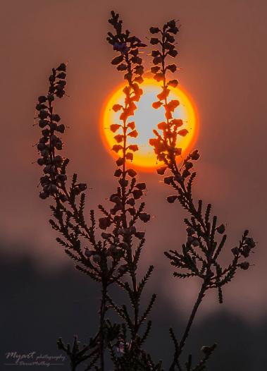 Sommerheide in der Abendsonne