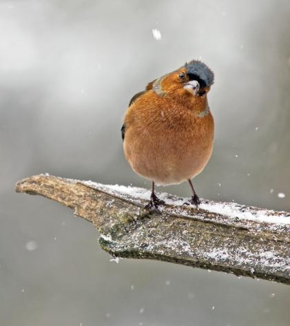 Buchfink Männchen