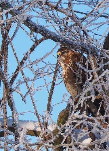 Bussard