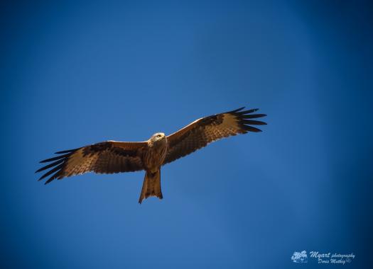 Bussard
