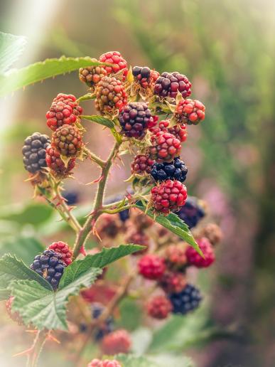 Brombeeren