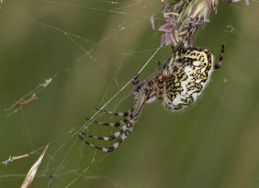 Eichblatt - Radnetzspinne Weibchen