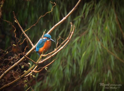 Eisvogel in unserem Garten am Teich..