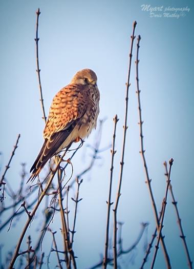 Falke