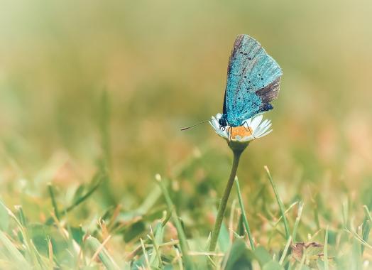 Bläuling auf Gänseblümchen