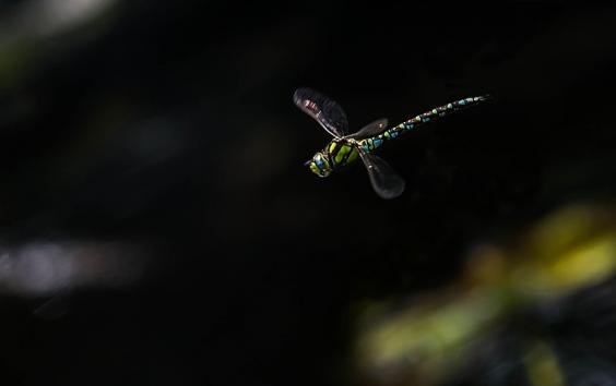 Blau-Grüne Mosaikjungfer im Abflug