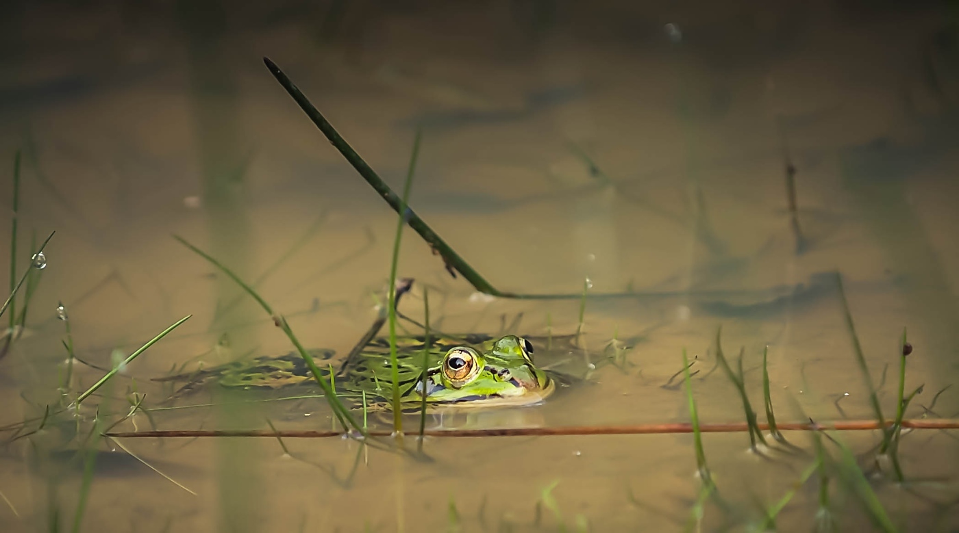 Frosch