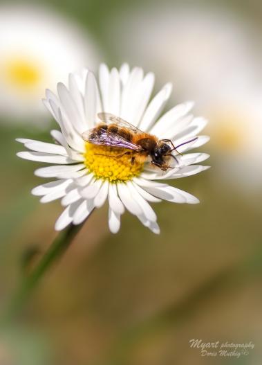 Gänseblümchen mit Besuch