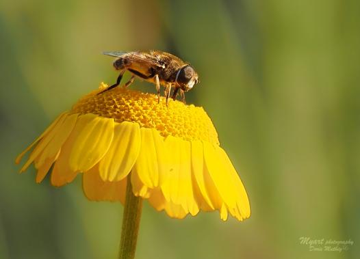 Bienchen