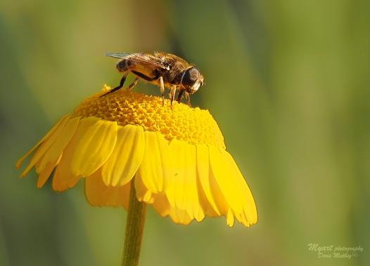 Bienchen