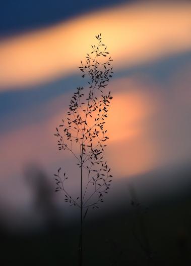 Gräser im Abendlicht