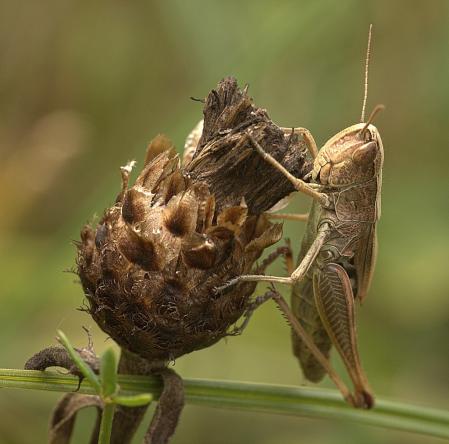 Grashüpfer