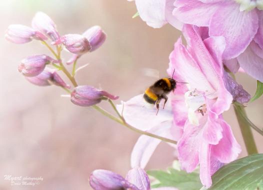 Hummel an Clematis