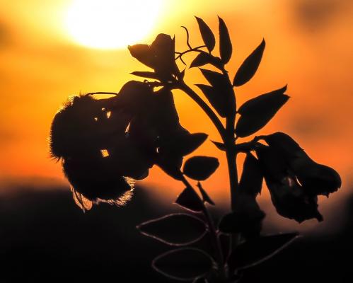 Hummel im Abendlicht