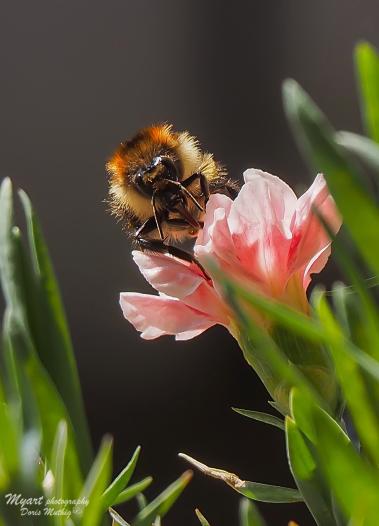 Hummel auf Gartennelke