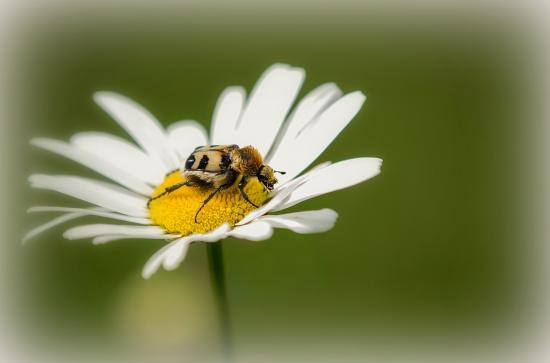 Pinselkäfer