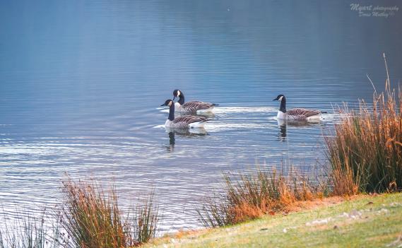 Kanadagänse auf dem Rursee