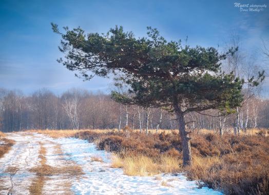 Drover Heide 26.Januar 2017