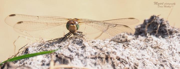 Heidelibelle frontal