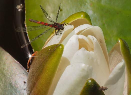 Adonislibelle auf weißer Seerose