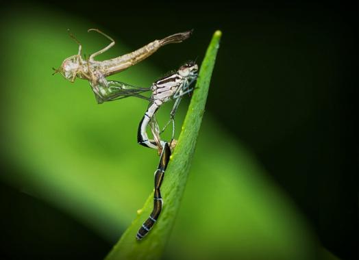 Libelle schlüpft aus ihrer Larvenhaut (Exuvie)