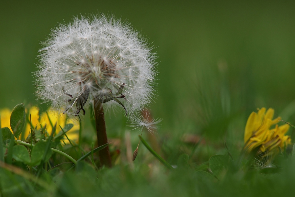 Pusteblume (Löwenzahn)