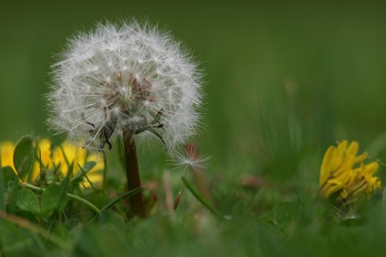 Pusteblume (Löwenzahn)