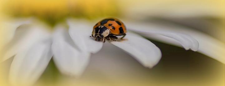 Mariechen im Glück