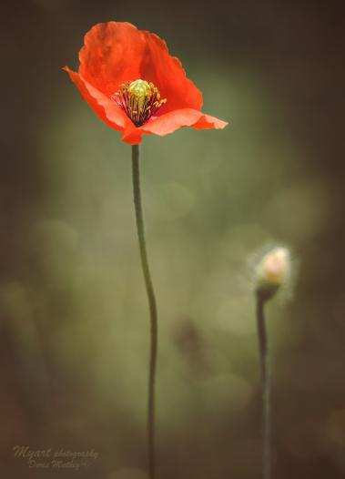 Mohn