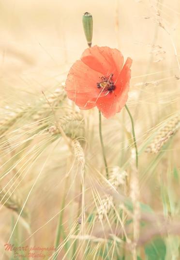 Wilder Mohn