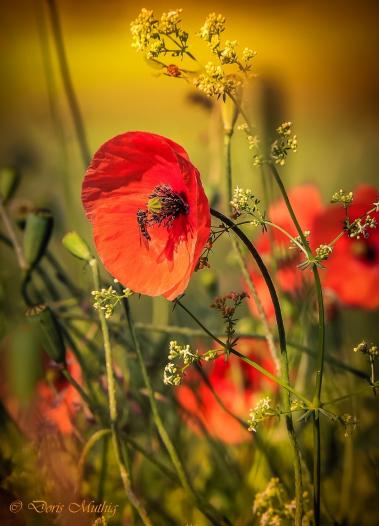 Wildmohn