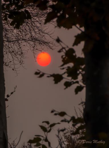 Phänomen: Morgensonne vom 17.10.2017 Hurrikan "Ophelia" hat Russpartikel von den Waldbränden Portugals und Staub der nordafrikanischen Sahara mitgebracht..durch die Verunreinigung wird das Licht der Sonne gebrochen( Info vom deutschen Wetterdienst)