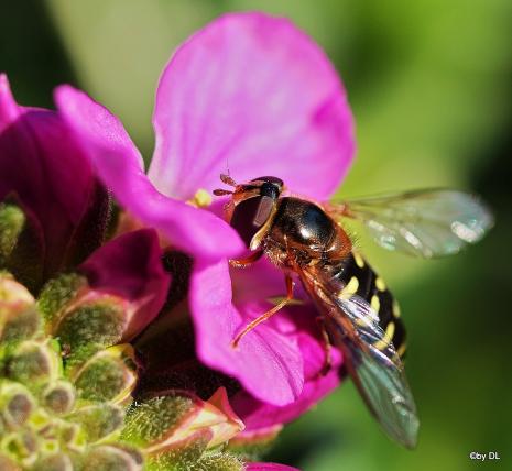 Schwebefliege