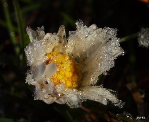 Frostiges Gänseblümchen 