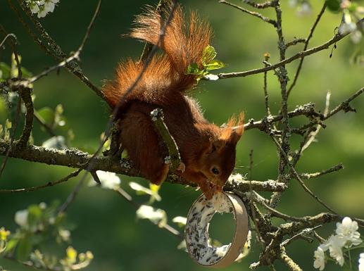 Eichhörnchen 