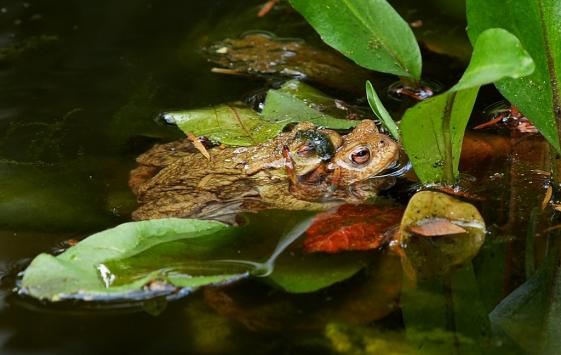 Liebe im Teich..