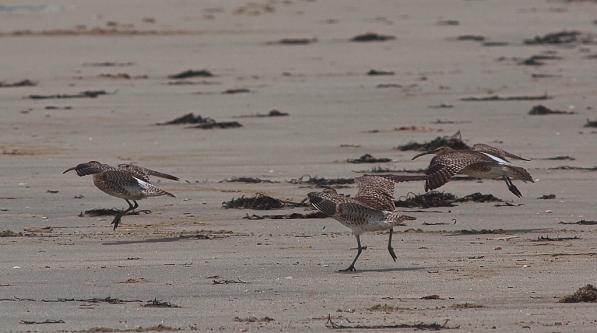 Strandläufer