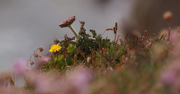 Vegetation auf den felsigen Steilhängen am "Plage de Kersiguenou"