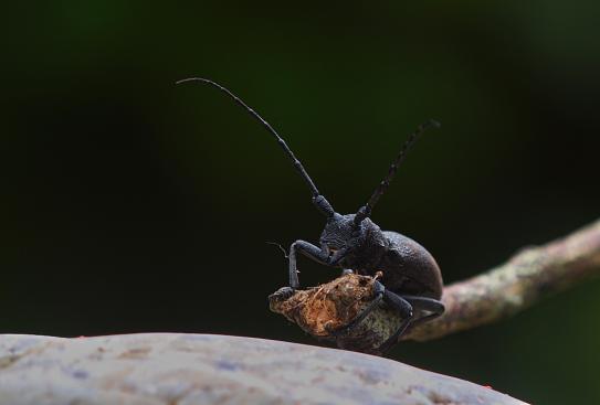 Bewohner im Garten unseres Ferienhauses