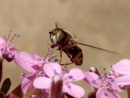 Schwebefliege