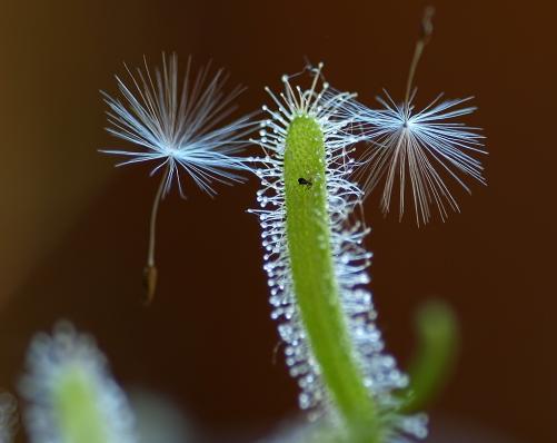 Schirmchen der "Pusteblume" schmücken den Sonnentau