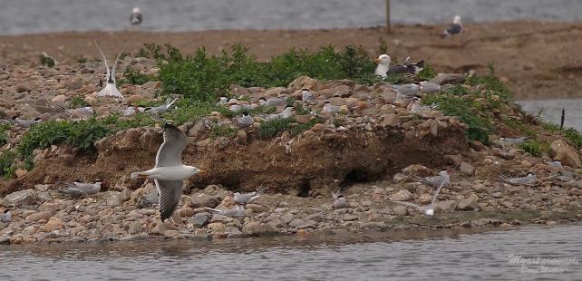 Wildes Getümmel auf einer kleinen Insel im See...