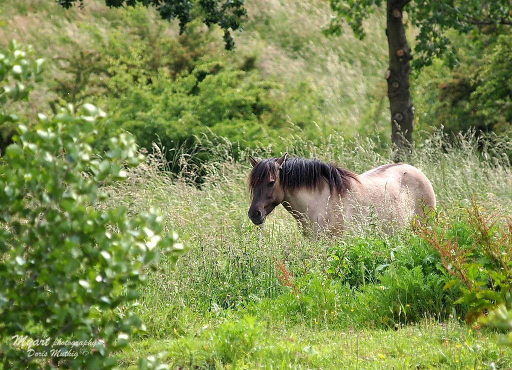 Konikpferde, sie leben in einer wilde Herde auf diesem Terrain..