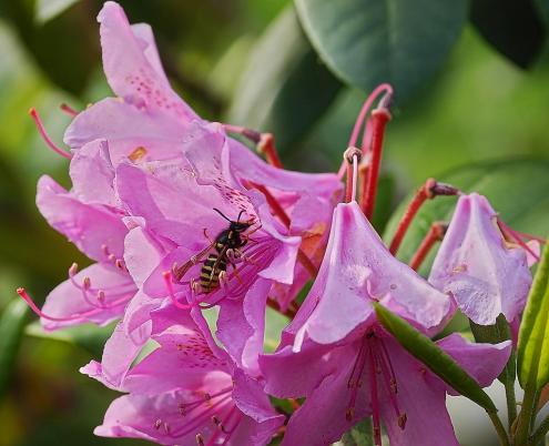 Schwebefliege auf Rhododendron